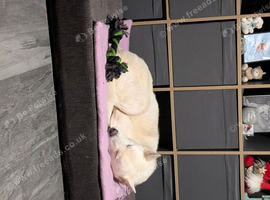 Male huskita