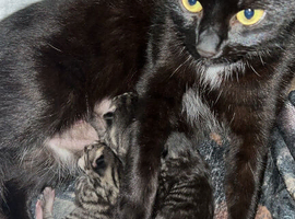 2 male kittens