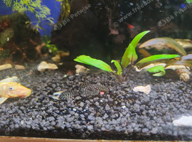 Bristlnose plec