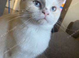 kitten for sale