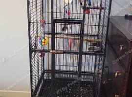 African grey parrot