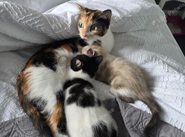 Two Kittens For sale
