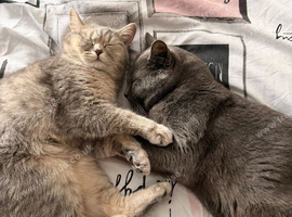 British shorthair and Scottish fold