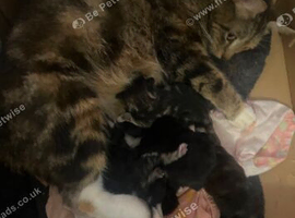 I have 4 beautiful kittens out of 8