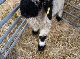 Valais Blacknose lamb Quality well bred Wethers