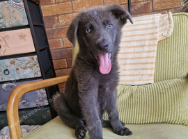 LAST BLUE GERMAN SHEPHERD PUPPY