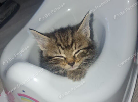 4 beautiful kittens for sale ready to leave now