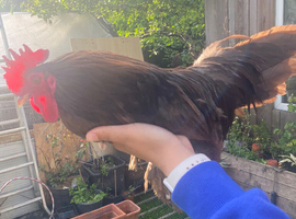 5 free roosters