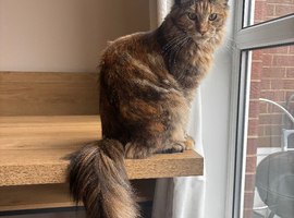 Maine coon kitten