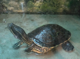 Selling my American meso turtle