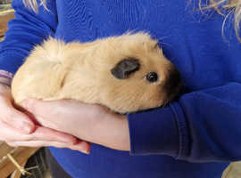 Funky cali female guinea pig