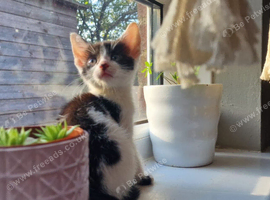 8 week old male looking for a home