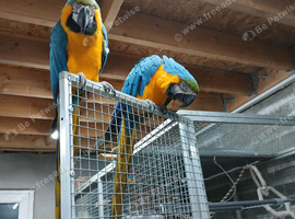 Bonded pair BG Macaws