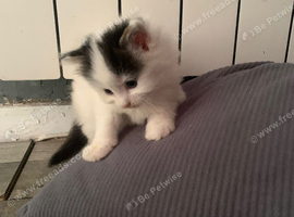 Kittens