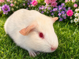 PEW (Pink eyed white) Smooth Baby Girl Guinea Pig