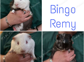 Trio of male Guinea Pigs & full setup!