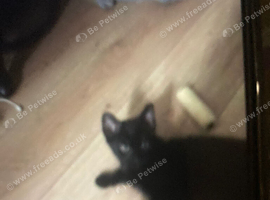 Beautiful looking all black kitten