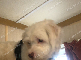 Puppy