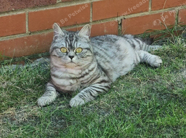 Two Pedigree Silver British Shorthair Cats