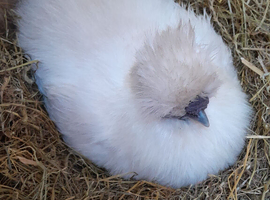 WANTED silkie cockerel
