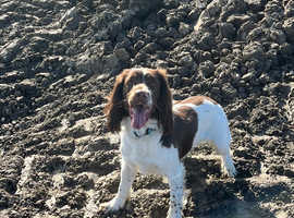 Stud Pedigree Springer Available