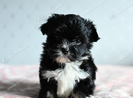 Colorful Yorkshire terrier