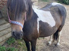 Stunning standard Shetland mare