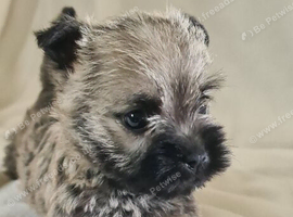 Kc registered cairn terrier puppies