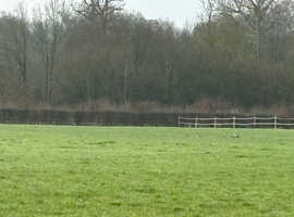 Livery available at gt Hockham  forest hacking