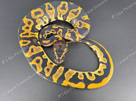 Royal/Ball Pythons available