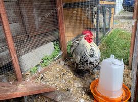 Bantam