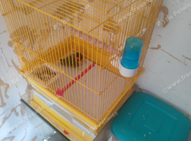 Love bird
