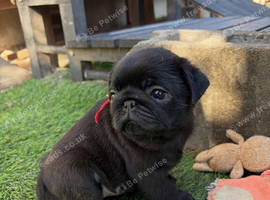 Adorable little baby&rsquo;s Pug Fawn an Black