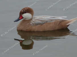 Apricot bahaman pintail male