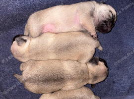 Stunning litter of pugs