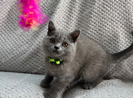 Pure Breed British Shorthair Kittens
