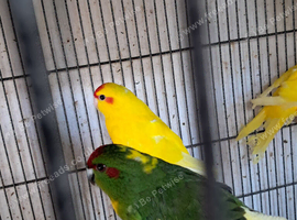 Kakarike Cock