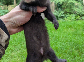 Black ferret hob
