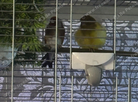 Goldfinch