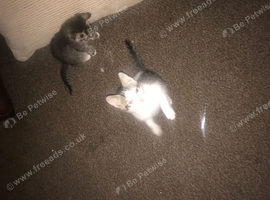 6 8 week old kittens 4 girls 2 boys