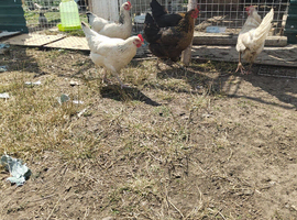 Chicken for sale