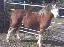 * Flashy Reg Sec A Gelding*
