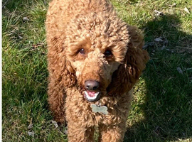 Miniature poodle for stud &pound;250