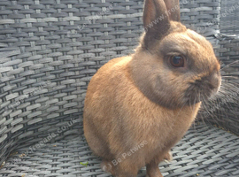 Draft rabbit for adoption