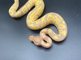 Banana Leopard Male Ball Python Hatchling