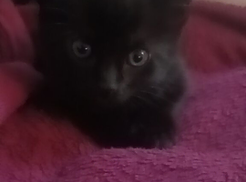 Black kittens