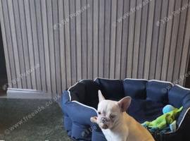 MEARL  WANTED french bulldog