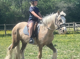 Palomino cob gelding 14.2