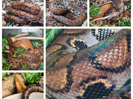 BRAZILIAN RAINBOW BOA. (male).