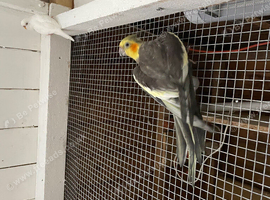 Cockatiels for sale